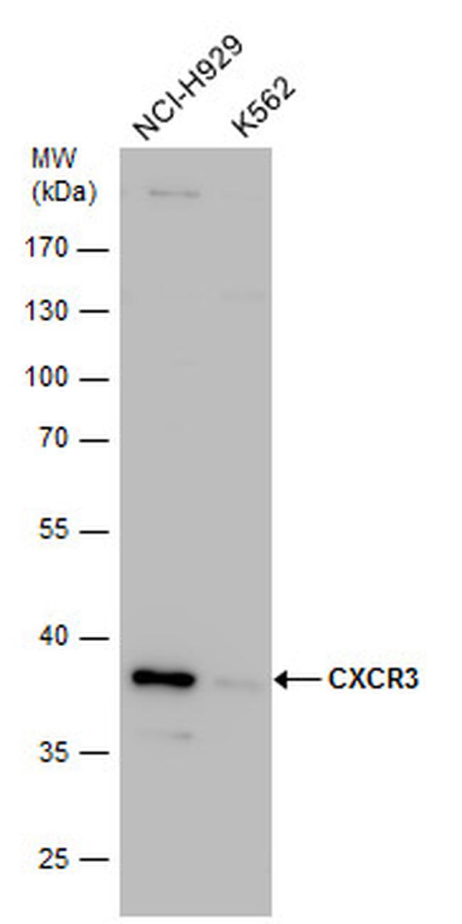 CXCR3 Antibody in Western Blot (WB)