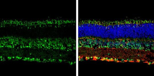 Opsin 3 Antibody in Immunohistochemistry (Frozen) (IHC (F))