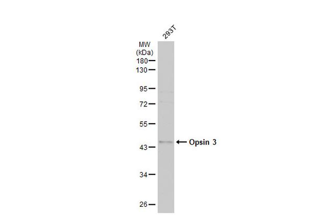 Opsin 3 Antibody in Western Blot (WB)