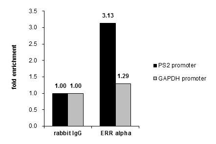 ESRRA Antibody in ChIP Assay (ChIP)