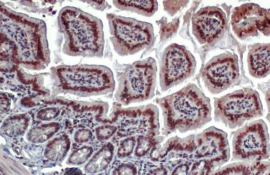 ESRRA Antibody in Immunohistochemistry (Paraffin) (IHC (P))