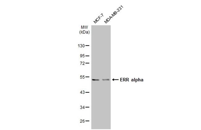 ESRRA Antibody in Western Blot (WB)