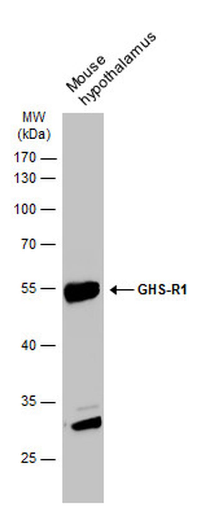 GHSR Antibody in Western Blot (WB)
