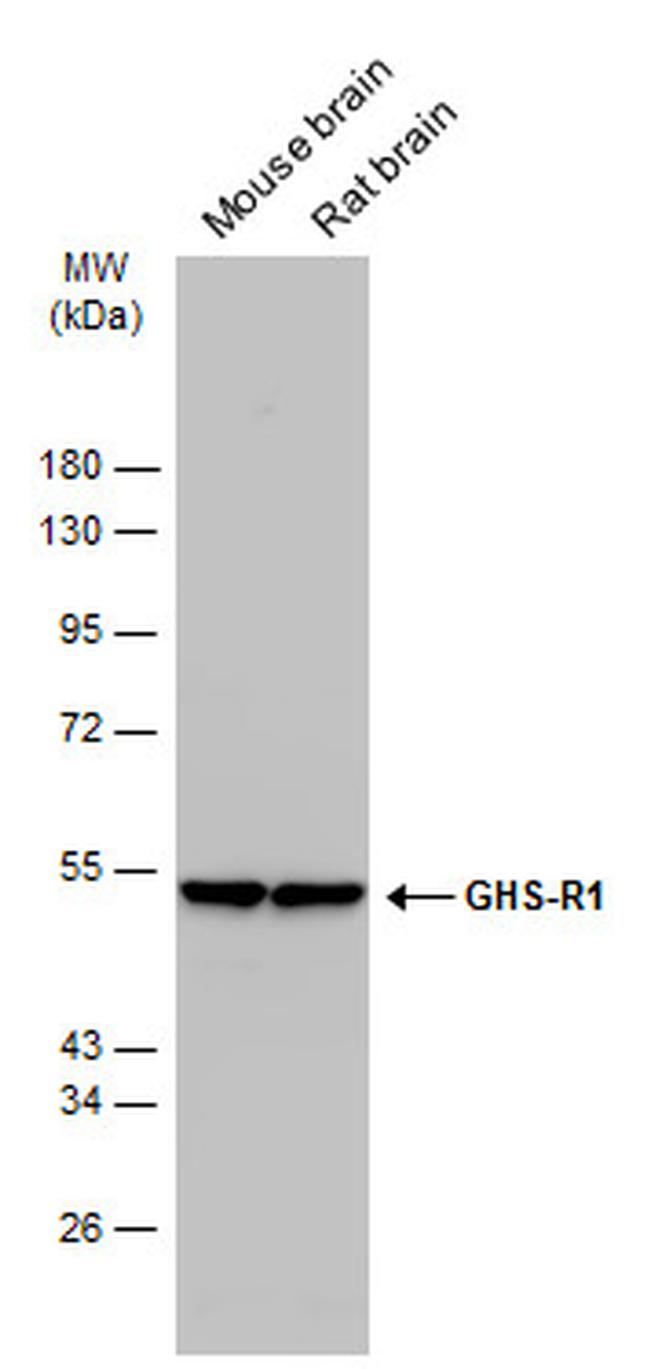 GHSR Antibody in Western Blot (WB)