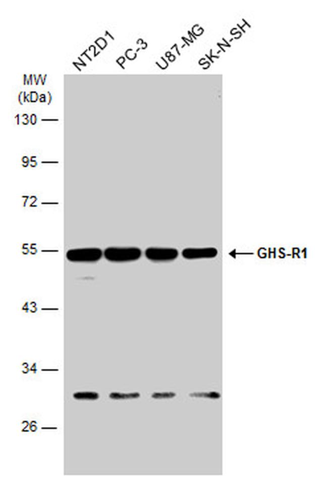 GHSR Antibody in Western Blot (WB)