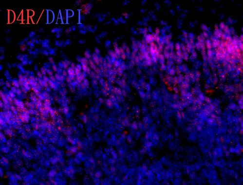 D4 Dopamine Receptor Antibody in Immunohistochemistry (Frozen) (IHC (F))