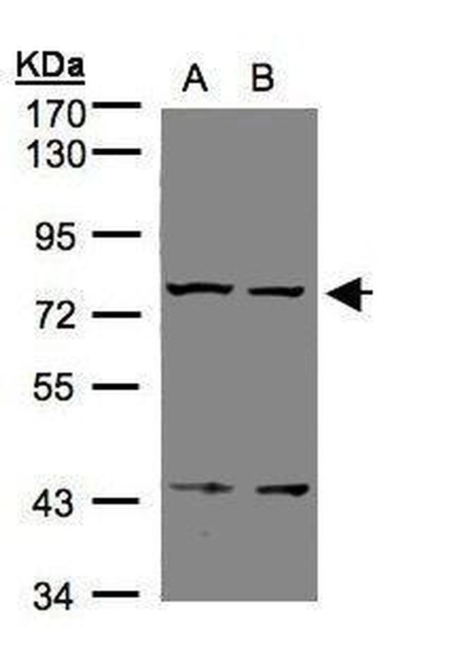 LGR7 Antibody in Western Blot (WB)