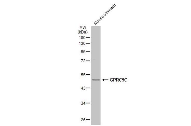 GPRC5C Antibody in Western Blot (WB)