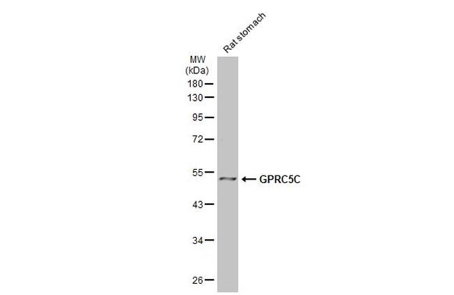 GPRC5C Antibody in Western Blot (WB)