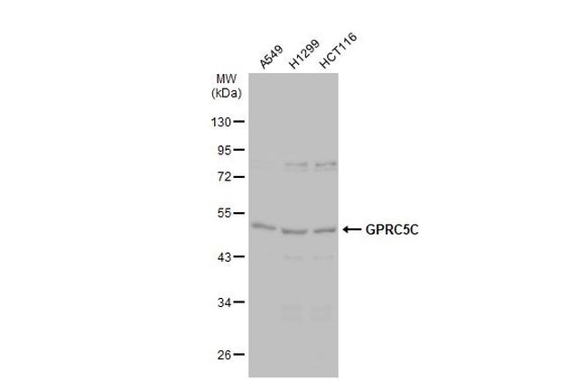 GPRC5C Antibody in Western Blot (WB)