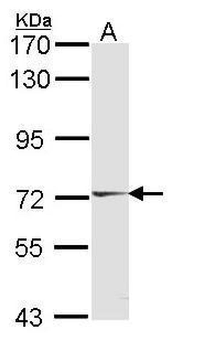 HUNK Antibody in Western Blot (WB)