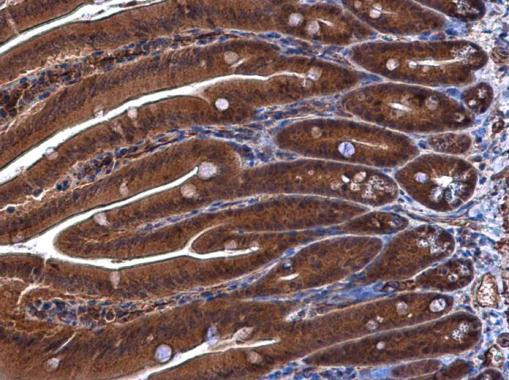 DUSP23 Antibody in Immunohistochemistry (Paraffin) (IHC (P))