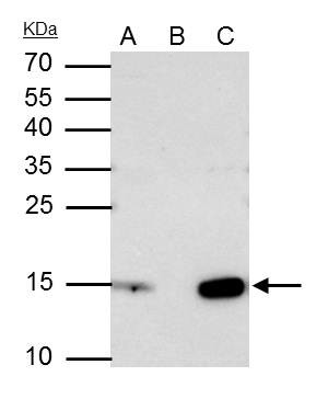 Histone H2A.X Antibody in Immunoprecipitation (IP)