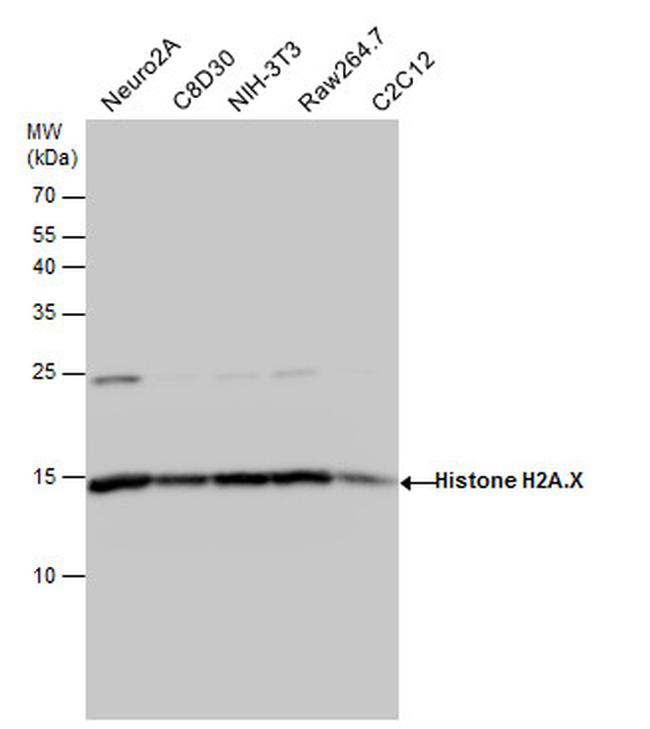 Histone H2A.X Antibody in Western Blot (WB)