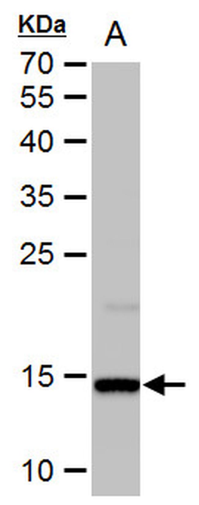 Histone H2A.X Antibody in Western Blot (WB)