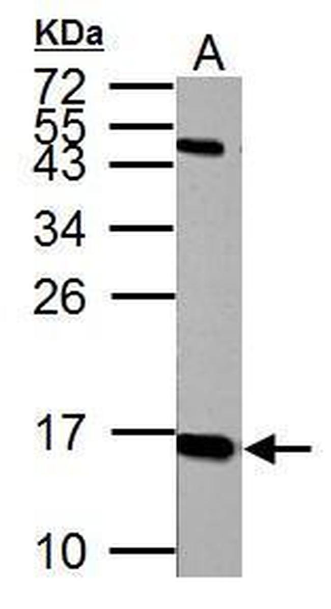 Histone H2A.X Antibody in Western Blot (WB)