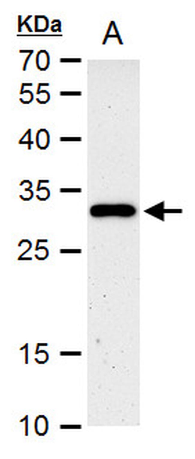 HES1 Antibody in Western Blot (WB)