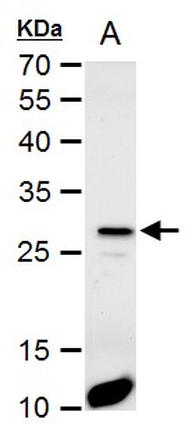 HES1 Antibody in Western Blot (WB)