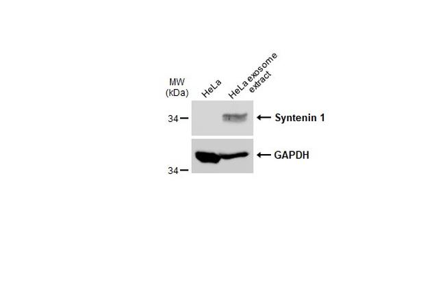 Syntenin 1 Antibody in Western Blot (WB)