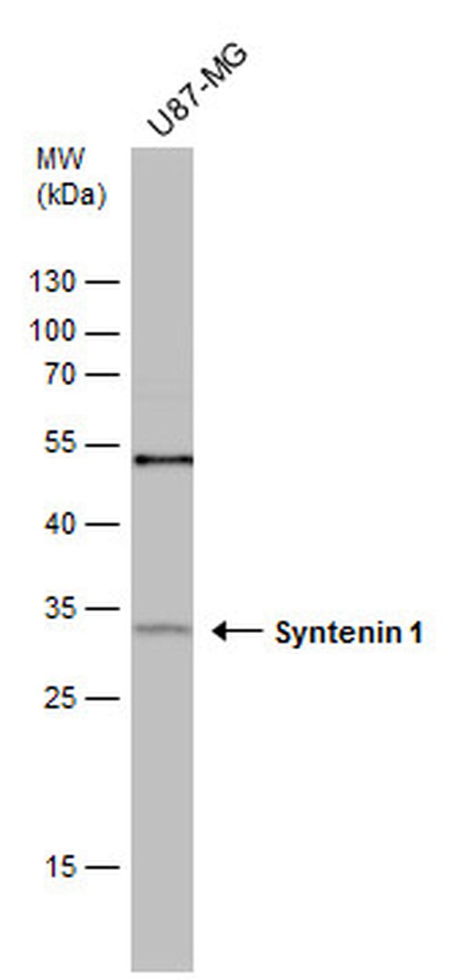 Syntenin 1 Antibody in Western Blot (WB)