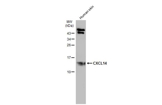 CXCL14 Antibody in Western Blot (WB)