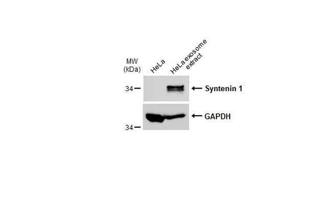 Syntenin 1 Antibody in Western Blot (WB)