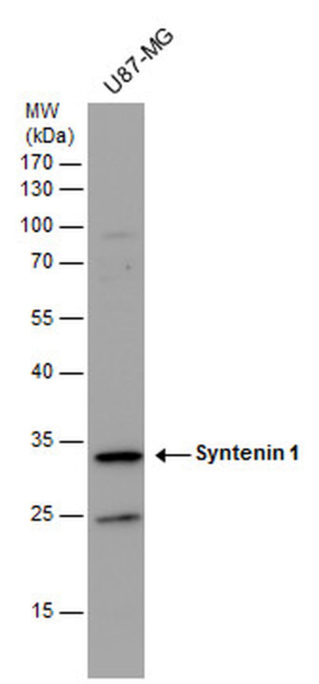 Syntenin 1 Antibody in Western Blot (WB)