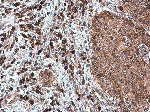 CXCL13 Antibody in Immunohistochemistry (Paraffin) (IHC (P))