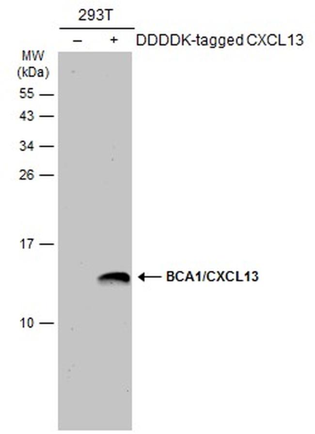 CXCL13 Antibody in Western Blot (WB)