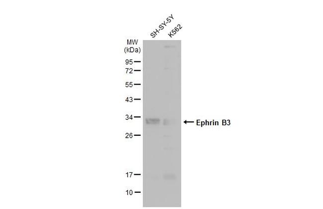 Ephrin B3 Antibody in Western Blot (WB)