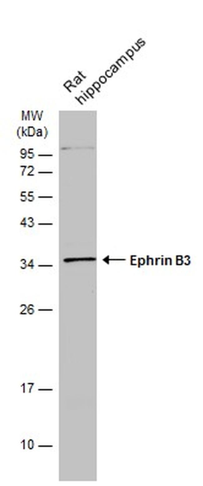 Ephrin B3 Antibody in Western Blot (WB)