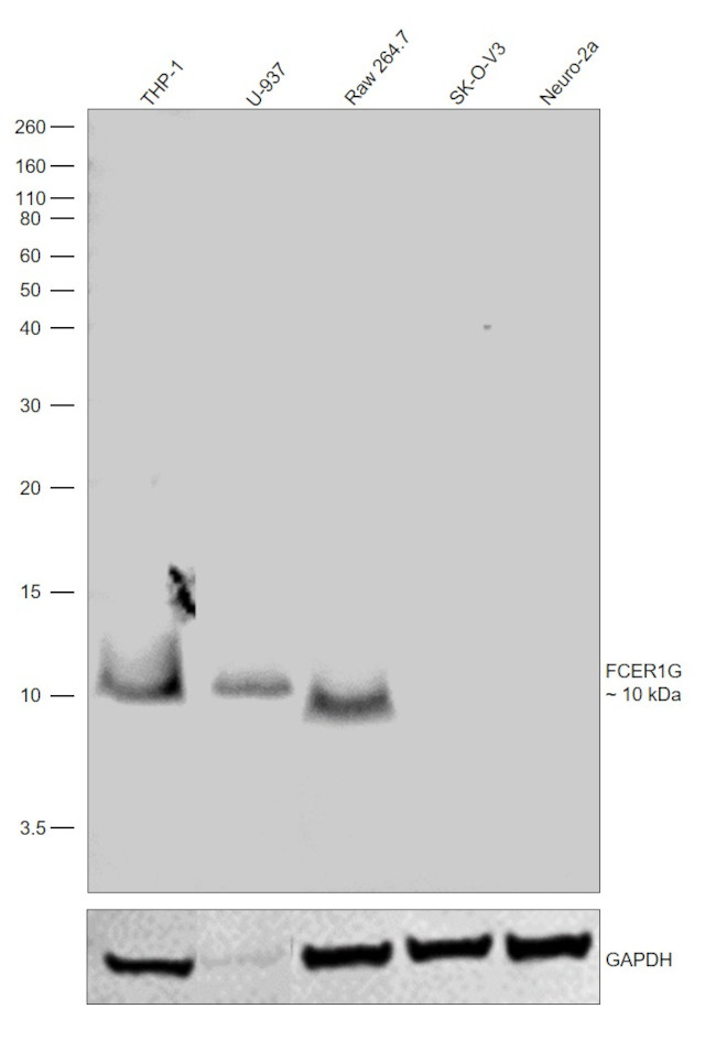 FCER1G Antibody