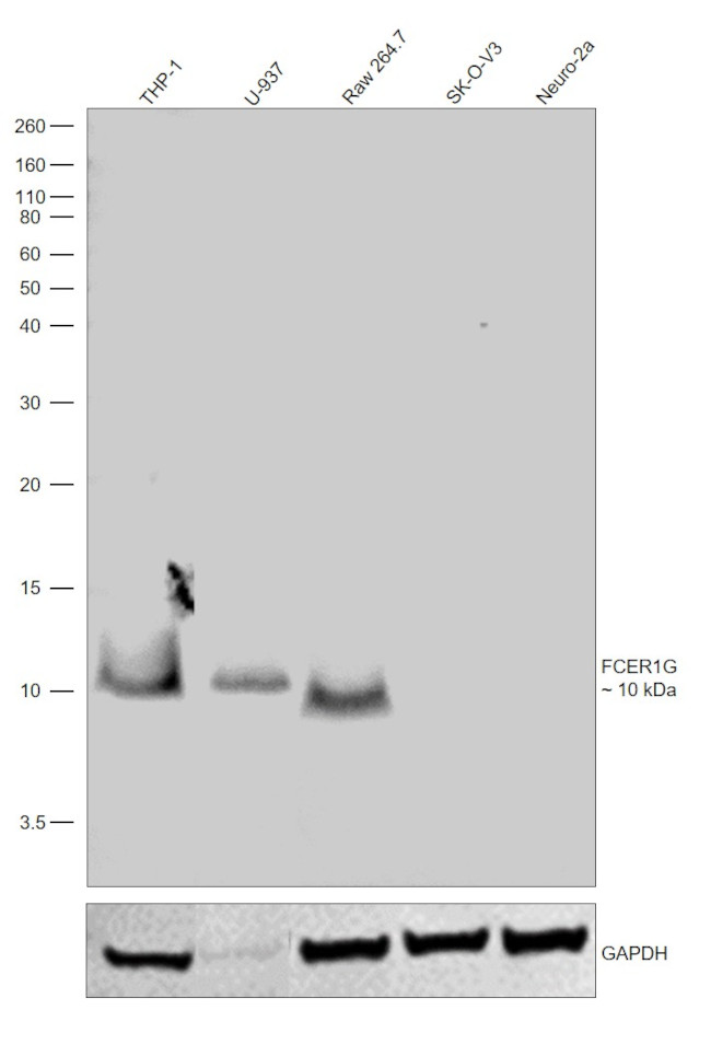 FCER1G Antibody in Western Blot (WB)