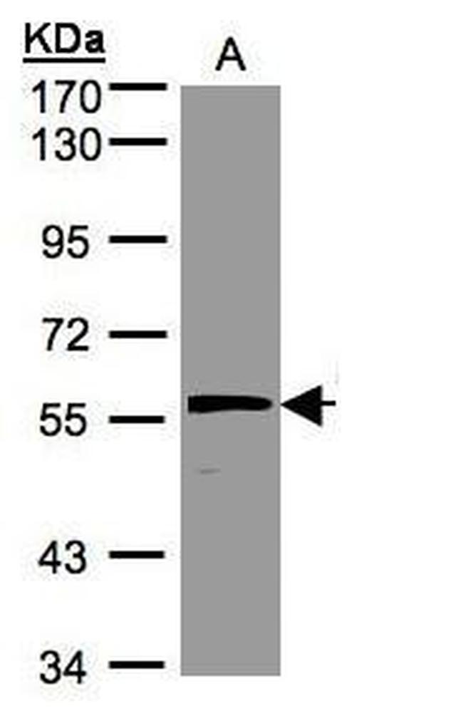 OLFM1 Antibody in Western Blot (WB)