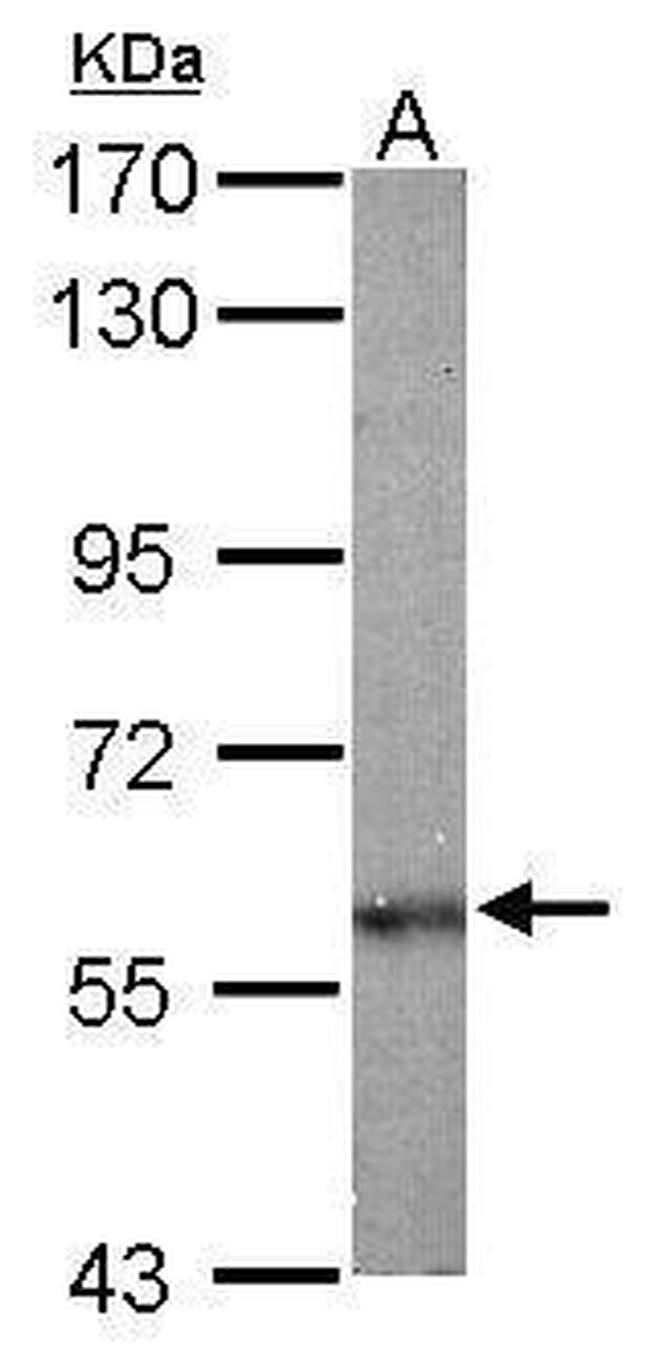 OLFM1 Antibody in Western Blot (WB)