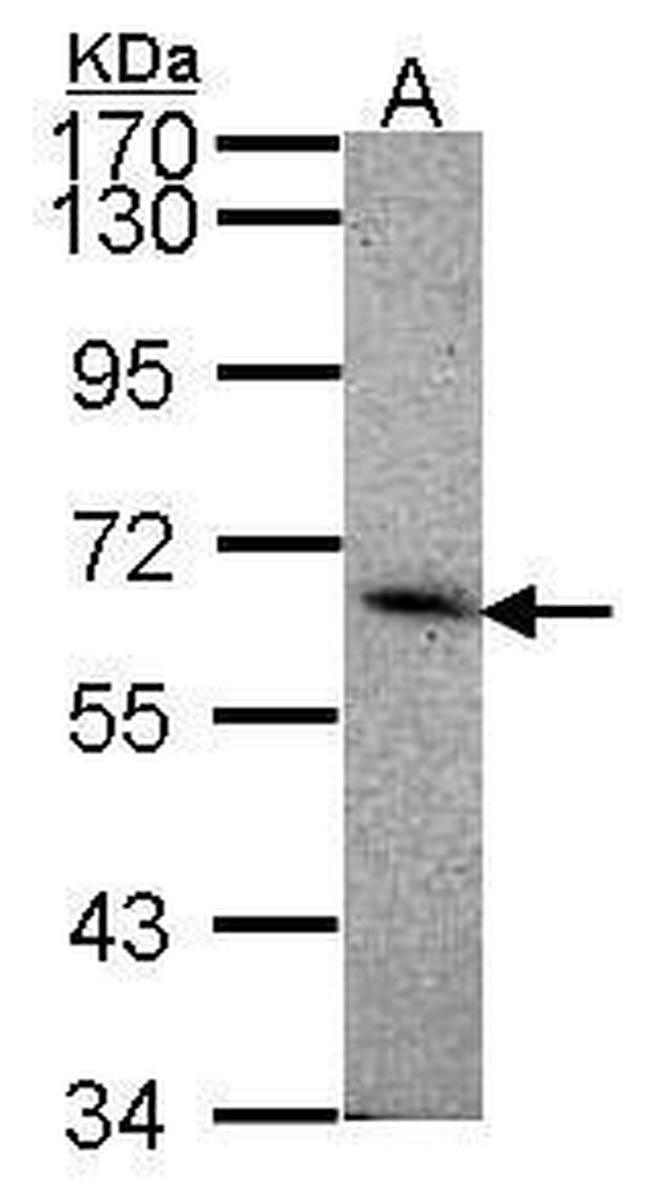 SIGLEC8 Antibody in Western Blot (WB)