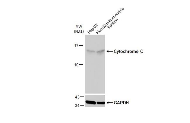 Cytochrome C Antibody in Western Blot (WB)