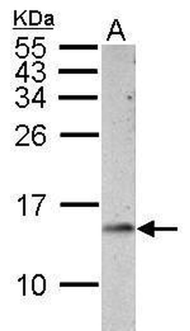 Cytochrome C Antibody in Western Blot (WB)