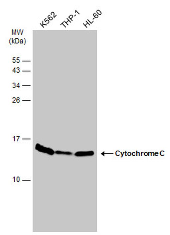 Cytochrome C Antibody in Western Blot (WB)