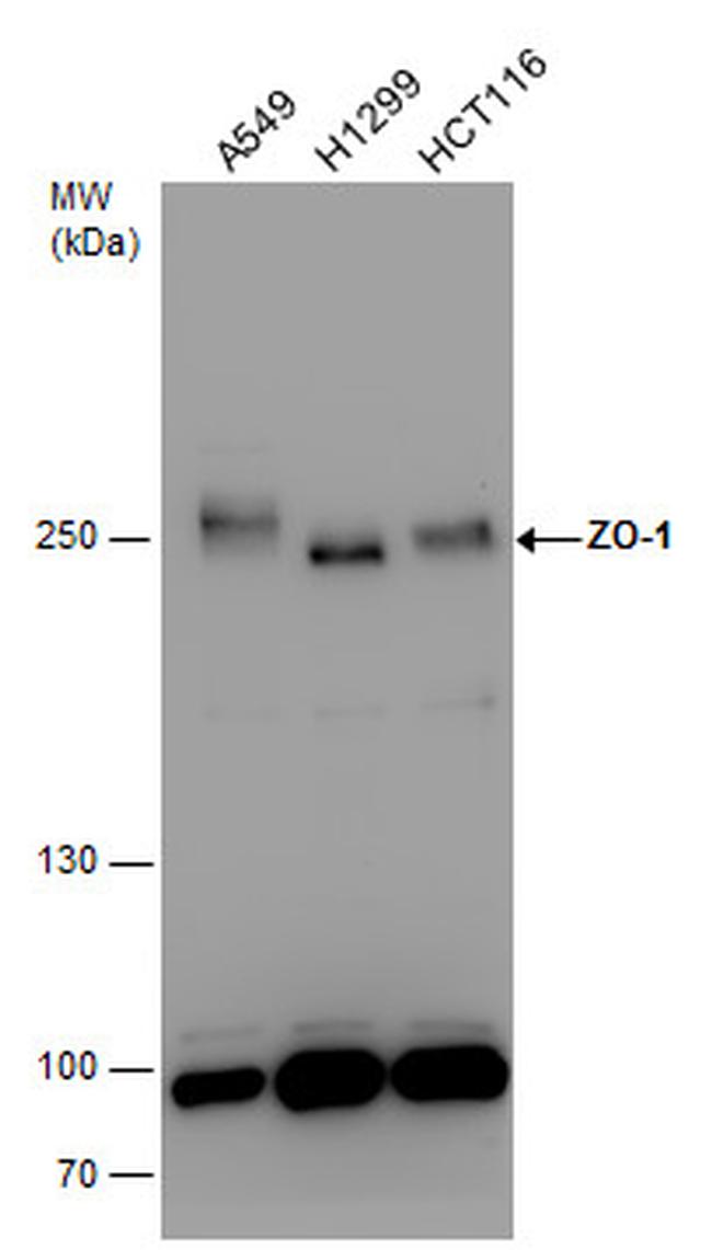 ZO-1 Antibody in Western Blot (WB)