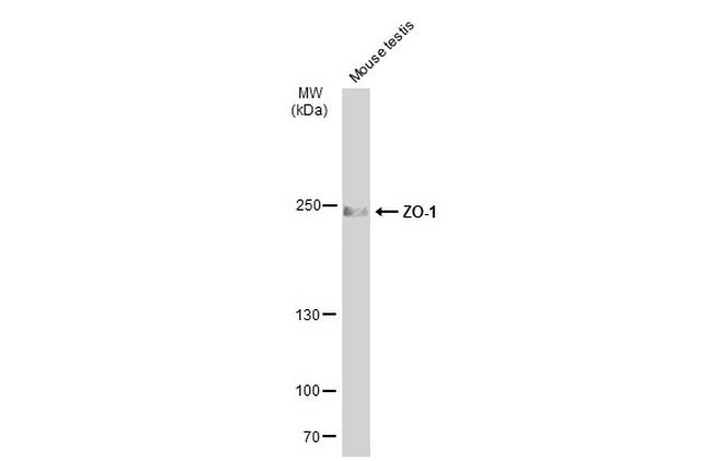 ZO-1 Antibody in Western Blot (WB)