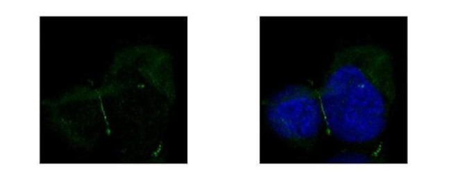 ZO-1 Antibody in Immunocytochemistry (ICC/IF)