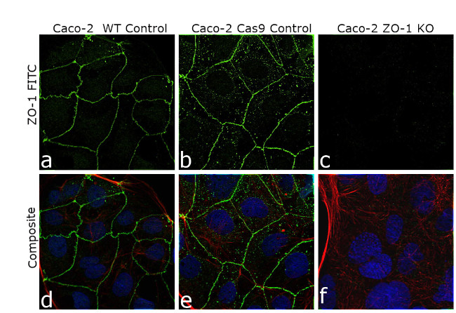 ZO-1 Antibody in Immunocytochemistry (ICC/IF)