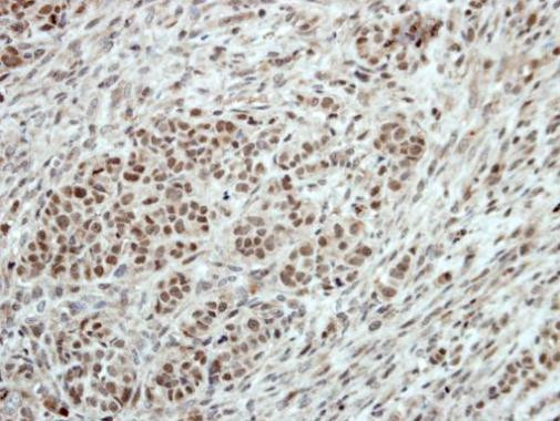 T-bet Antibody in Immunohistochemistry (Paraffin) (IHC (P))