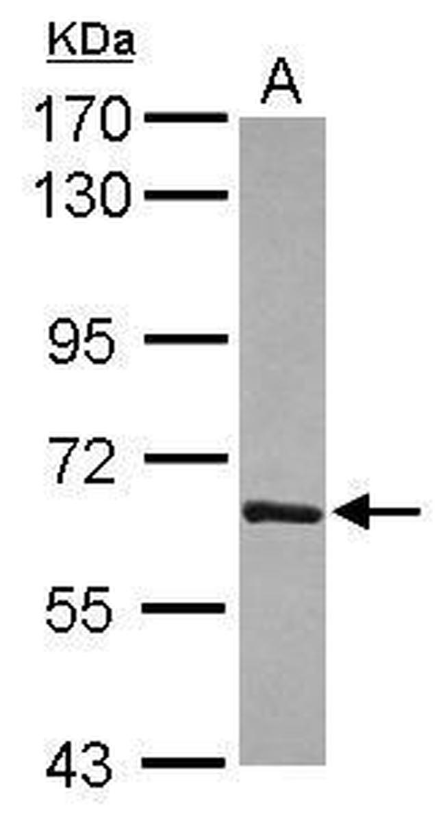 T-bet Antibody in Western Blot (WB)