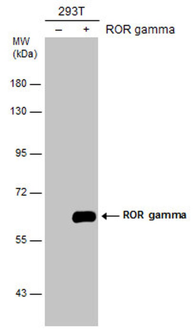 ROR gamma Antibody in Western Blot (WB)