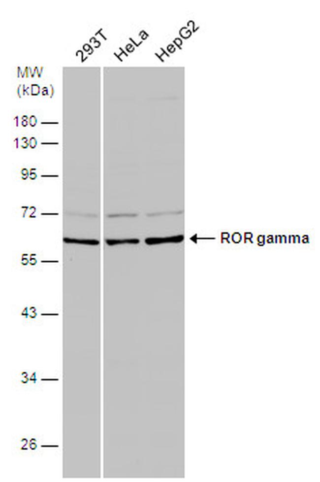 ROR gamma Antibody in Western Blot (WB)