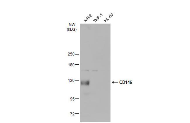 CD146 Antibody in Western Blot (WB)