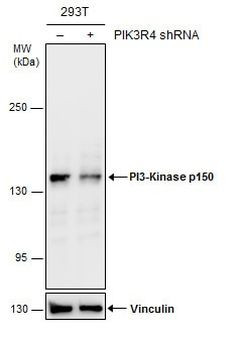 PIK3R4 Antibody