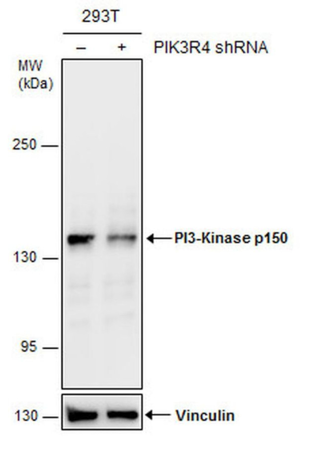 PIK3R4 Antibody